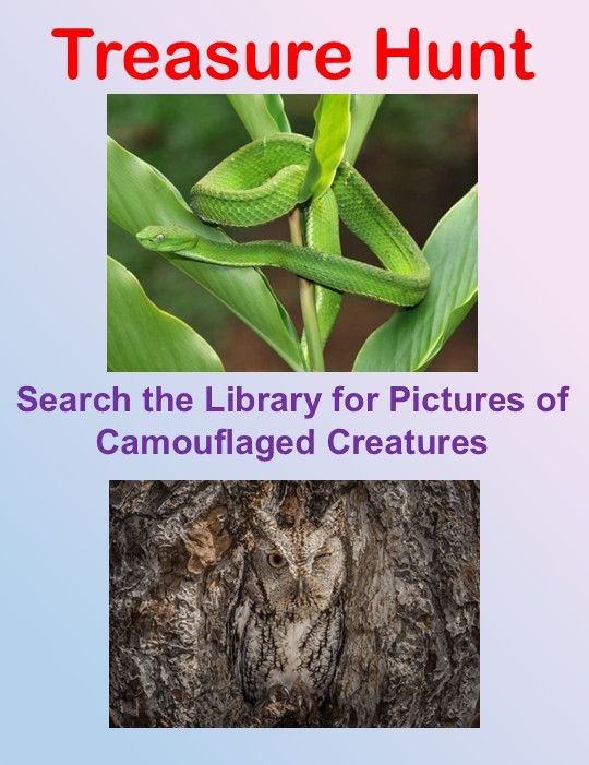 20260401_Treasure Hunt_Camouflaged Creatures croppped